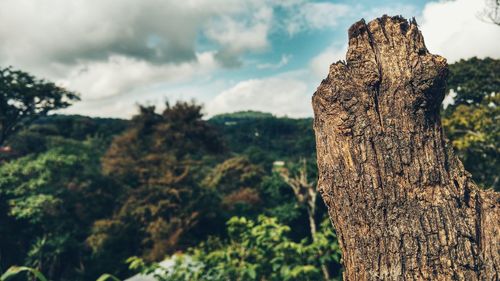 Close-up of tree stump in forest