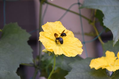 Close-up of insect on yellow flower