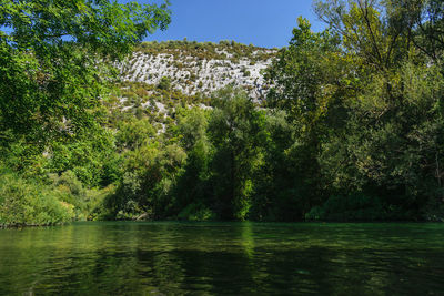 Scenic view of river in forest