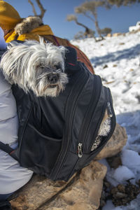 Cute glen dog was feeling cold and hiding into hiking backpack