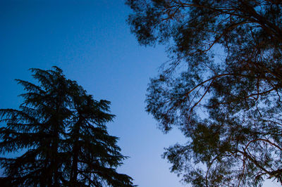 Low angle view of trees against clear blue sky