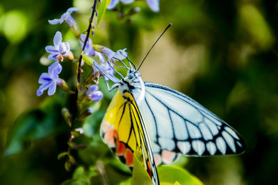 Close-up of butterfly on purple flower