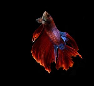 Close-up of siamese fighting fish against black background