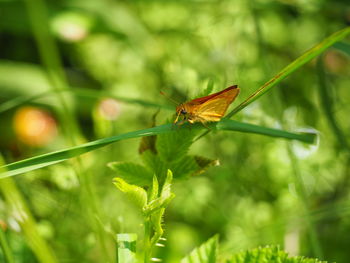 Butterfly on leaf