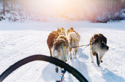 Dogs pulling sled on snow covered landscape during winter