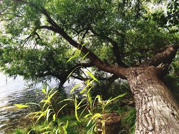 Trees in forest