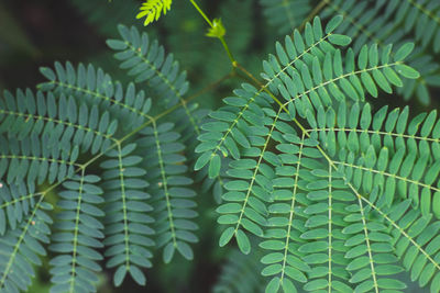 Close-up of green leaves on tree