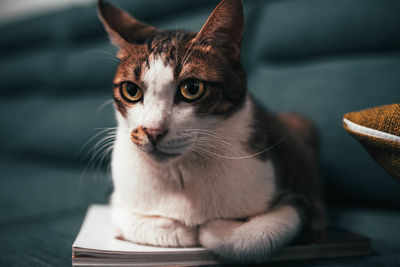 Close-up portrait of a cat