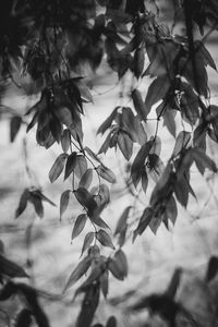 Low angle view of flower tree