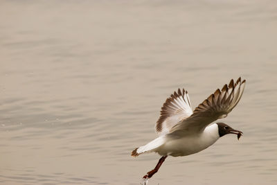 Seagull has hunted a fish at the lake of constance in altenrhein in switzerland 28.4.2021