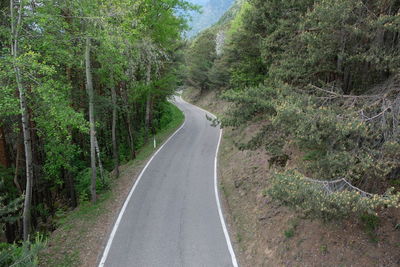 Road amidst trees in forest