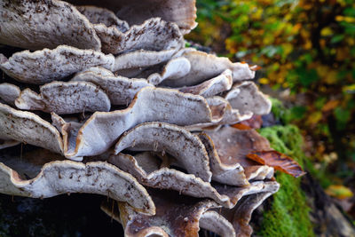 Close-up of tree trunk