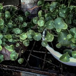 Plants growing in water