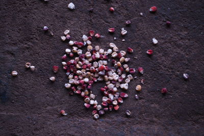 High angle view of flowers