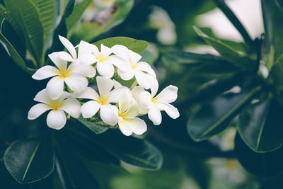 Close-up of white flowering plant