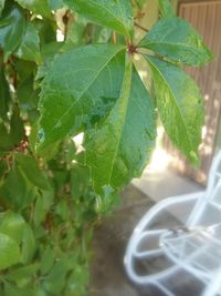 Close-up of leaves