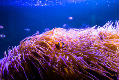 Close-up of fish swimming in sea