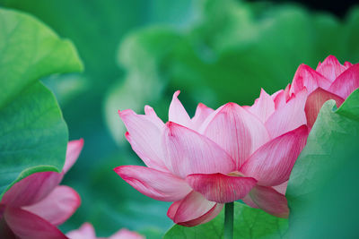 Close-up of pink lotus water lily