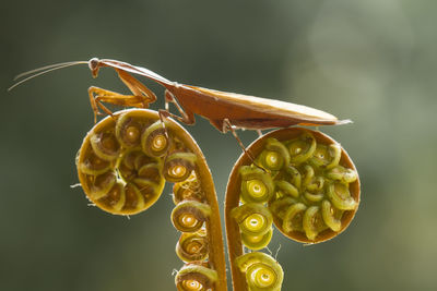 Dead leaf mantis on unique fern