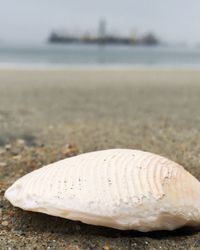 Surface level of shell on shore