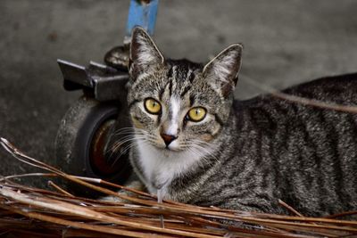 Close-up portrait of tabby cat