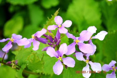 flowering plant