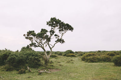 Trees on field