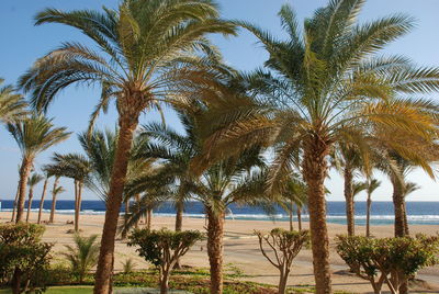 Palm trees on beach against sky