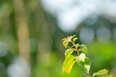 Close-up of flowering plant