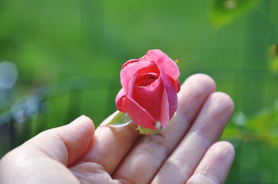 Close-up of hand holding pink rose flower