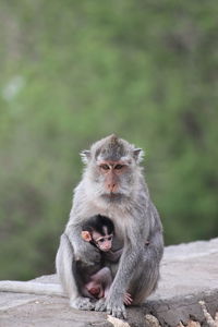 Monkey sitting young one on land