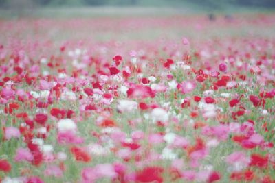 Close-up of pink flowering plant on field