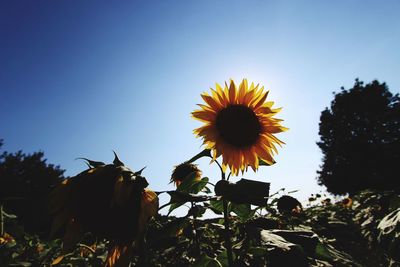 Sunflower blooming in field