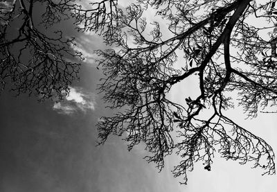 Low angle view of tree against sky