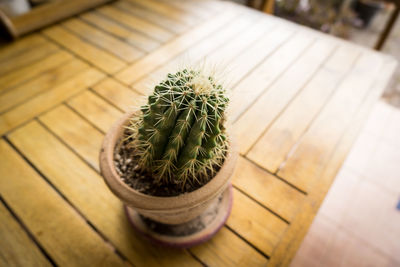 High angle view of potted plant on table
