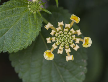 Close-up of flowers against blurred background