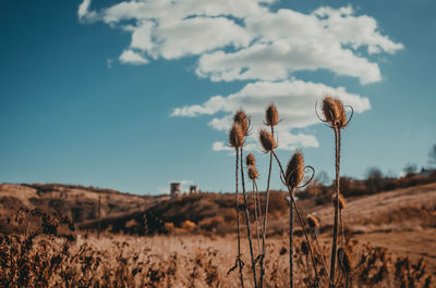 Dried thistle flowers on background of old fortress on hill. blue sky with white clouds.