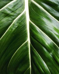 Full frame shot of green leaf