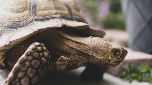 Close-up of a turtle