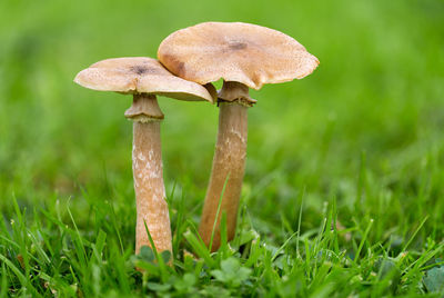 Armillaria fungus - honey fungus