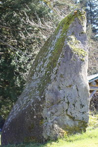 Close-up of tree