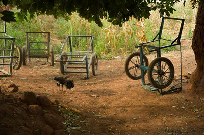 View of a horse cart