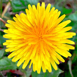 Close-up of yellow flowering plant