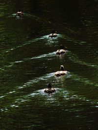 High angle view of birds swimming in lake
