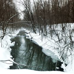 Reflection of bare trees in water