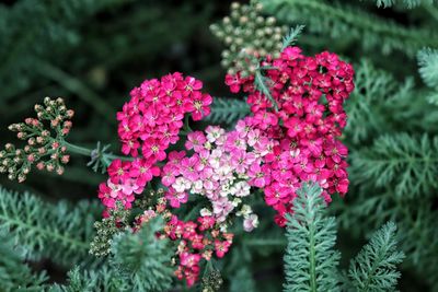 Close-up of pink flowering plants