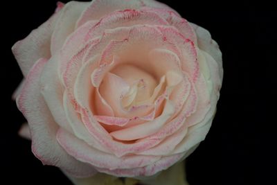 Close-up of pink rose against black background