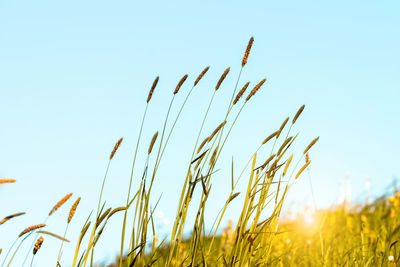 Low angle view of stalks in field against clear sky