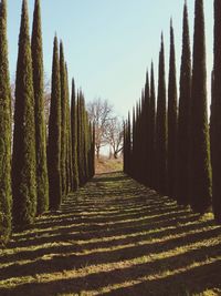 Road passing through trees