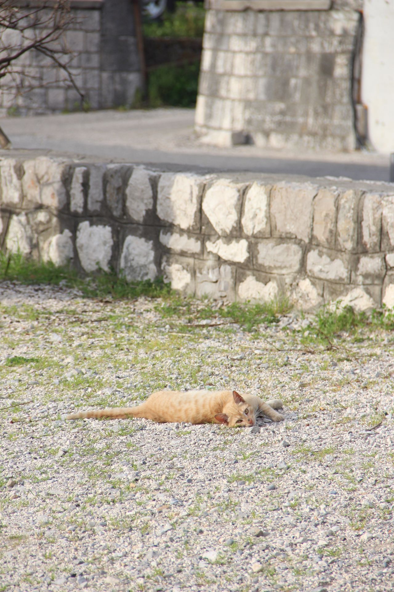 Cat on beach